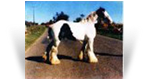 Old Henry - Old Palace Horse - HC's White Horse
